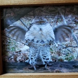 Orig. Glass/Framed/Photography By Greyfox  Grouse!